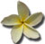 White Frangipani