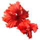 Red hibiscus