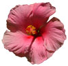 Pink hibiscus