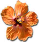 Orange hibiscus