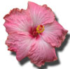 Pink hibiscus