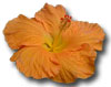 Yellow hibiscus